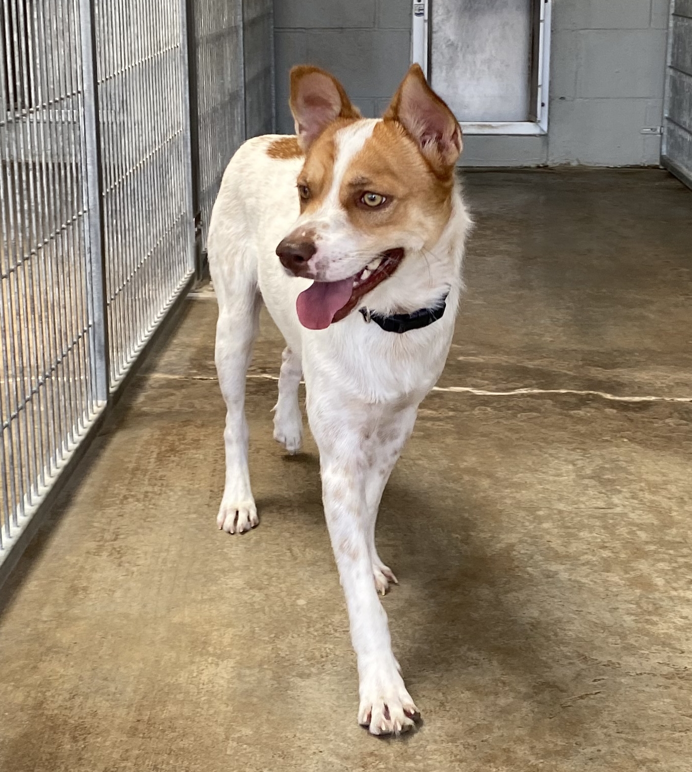 Toby, a Adoptable mixed breed in El Paso, TX image 6/6