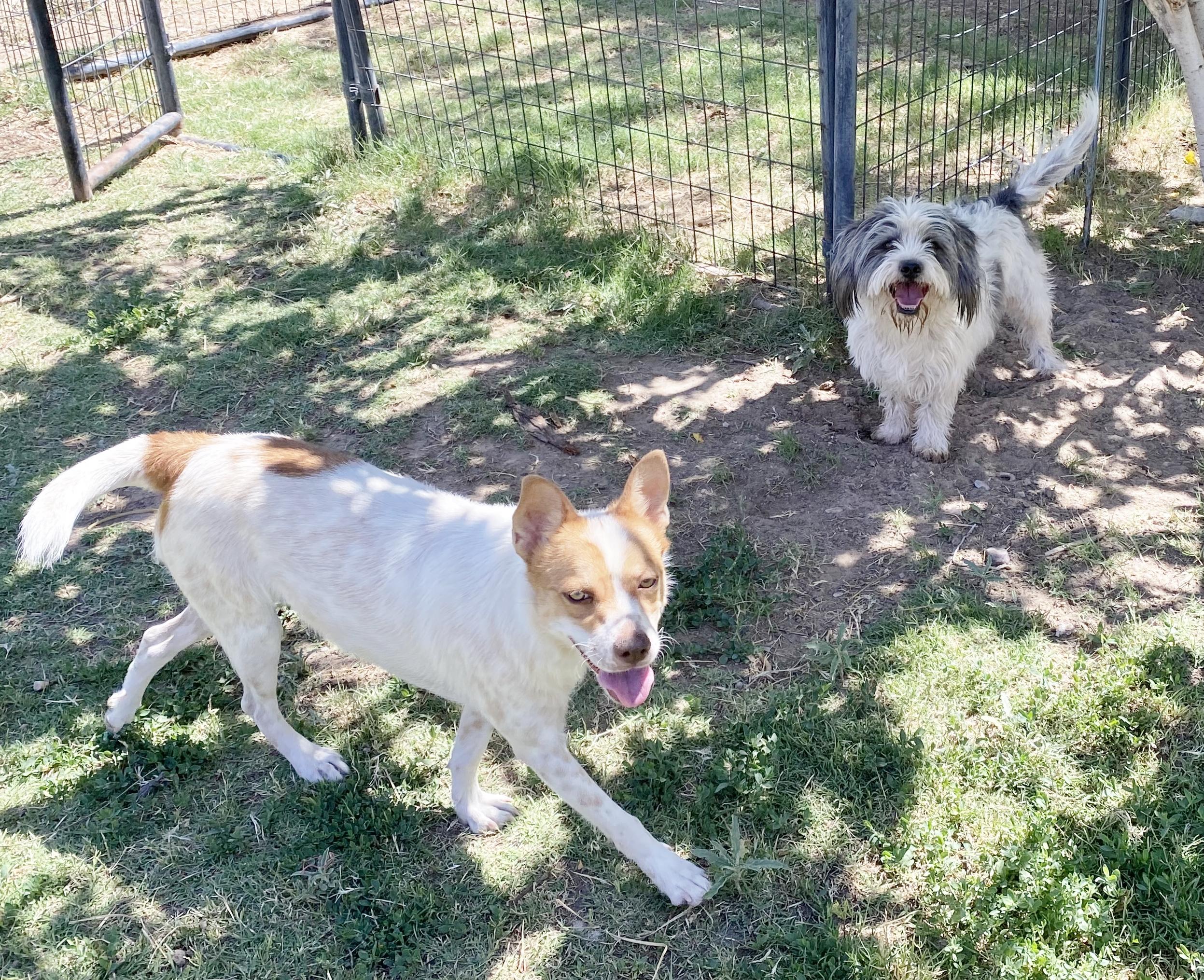 Toby, a Adoptable mixed breed in El Paso, TX image 3/6