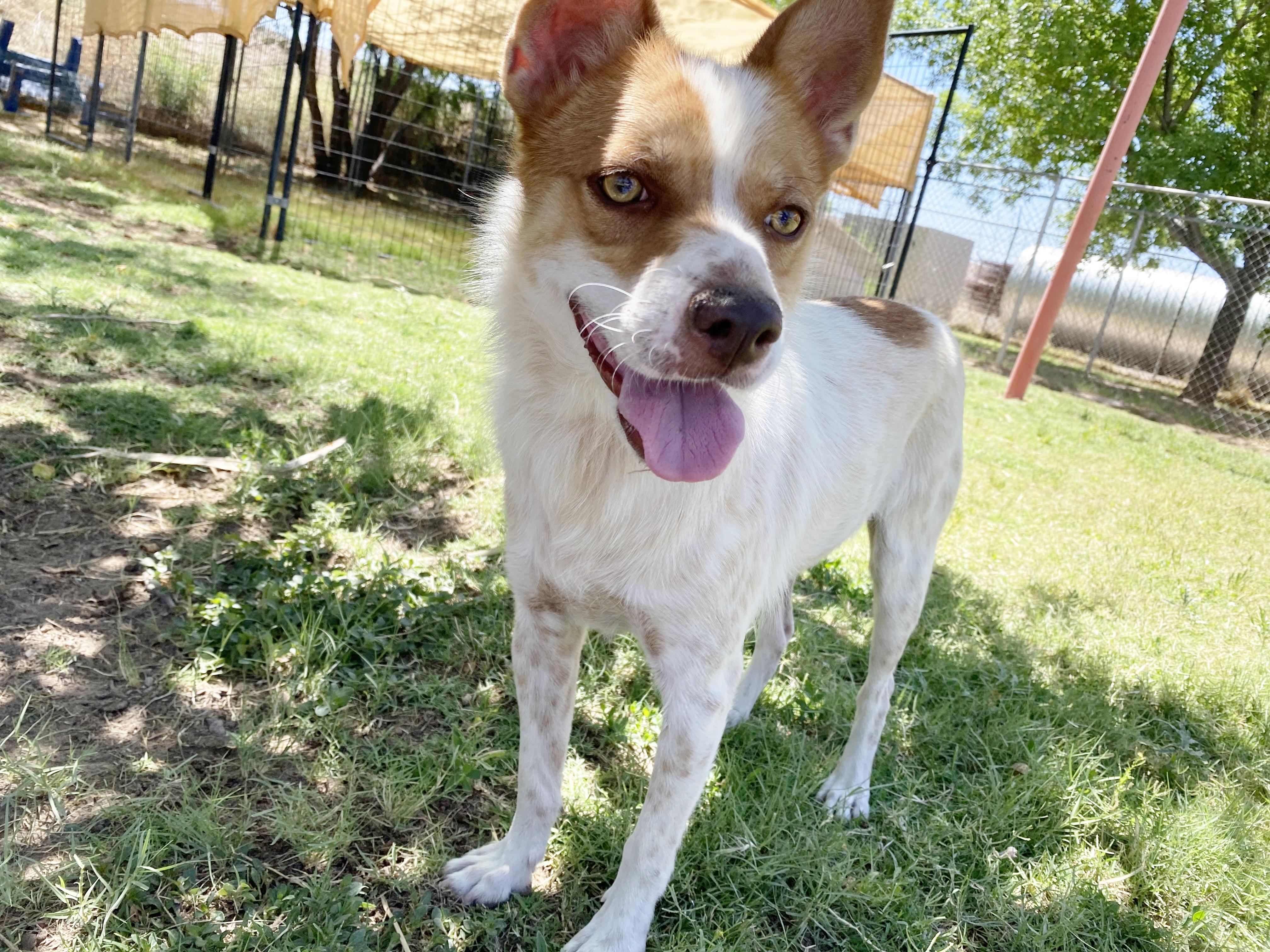 Toby, a Adoptable mixed breed in El Paso, TX image 1/6