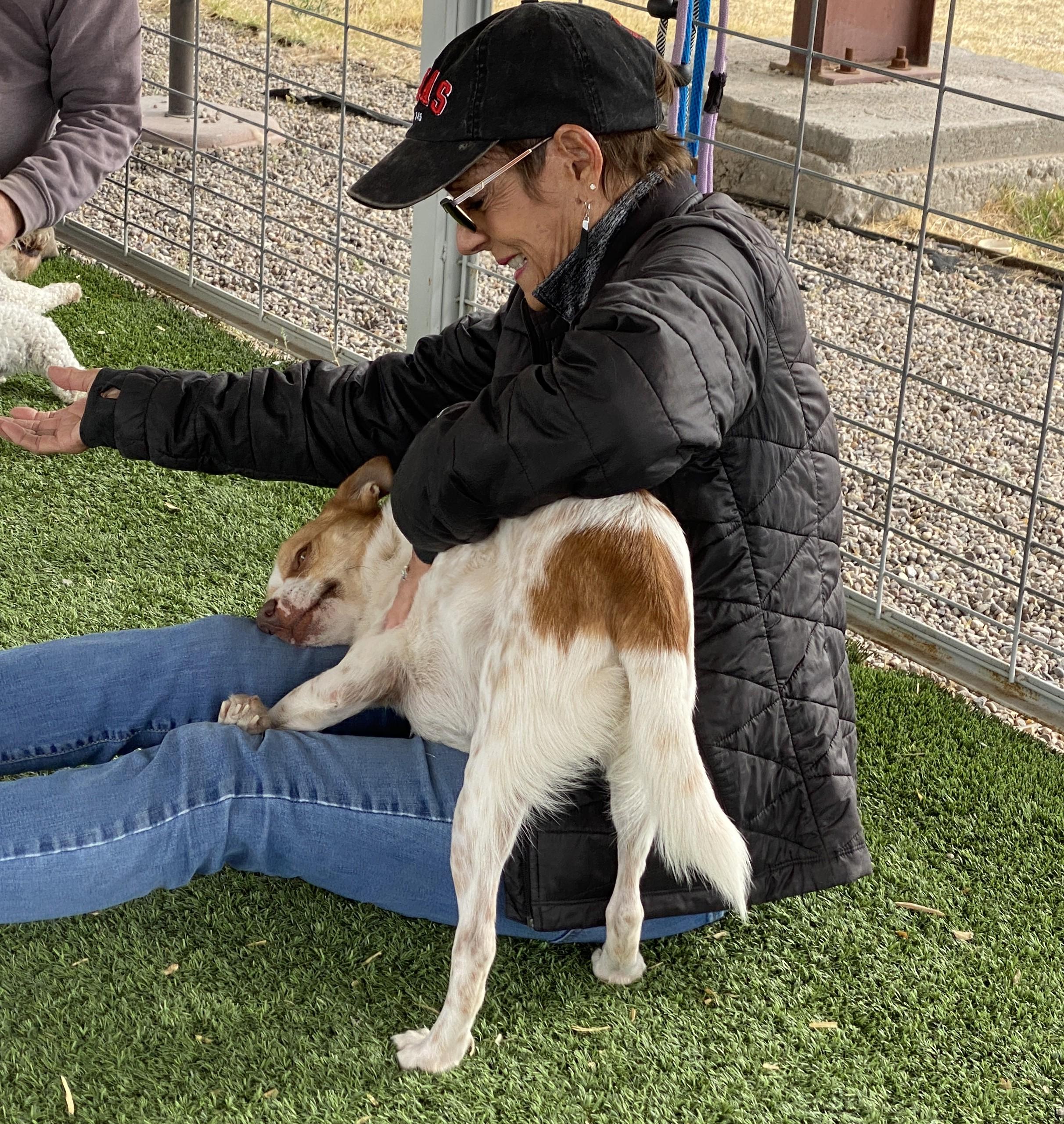 Enlarge Toby, a Adoptable mixed breed in El Paso, TX image 4/6