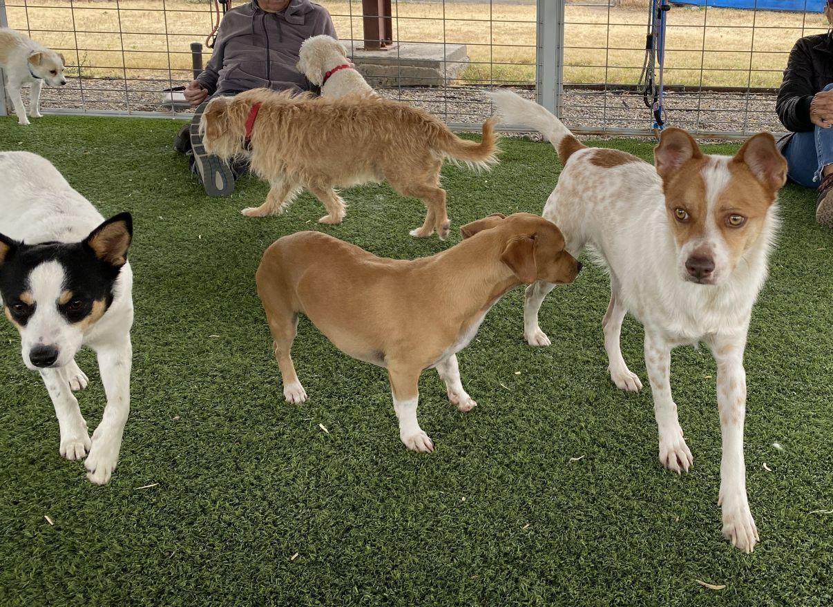 Toby, Adoptable, Young Male Jack Russell Terrier.