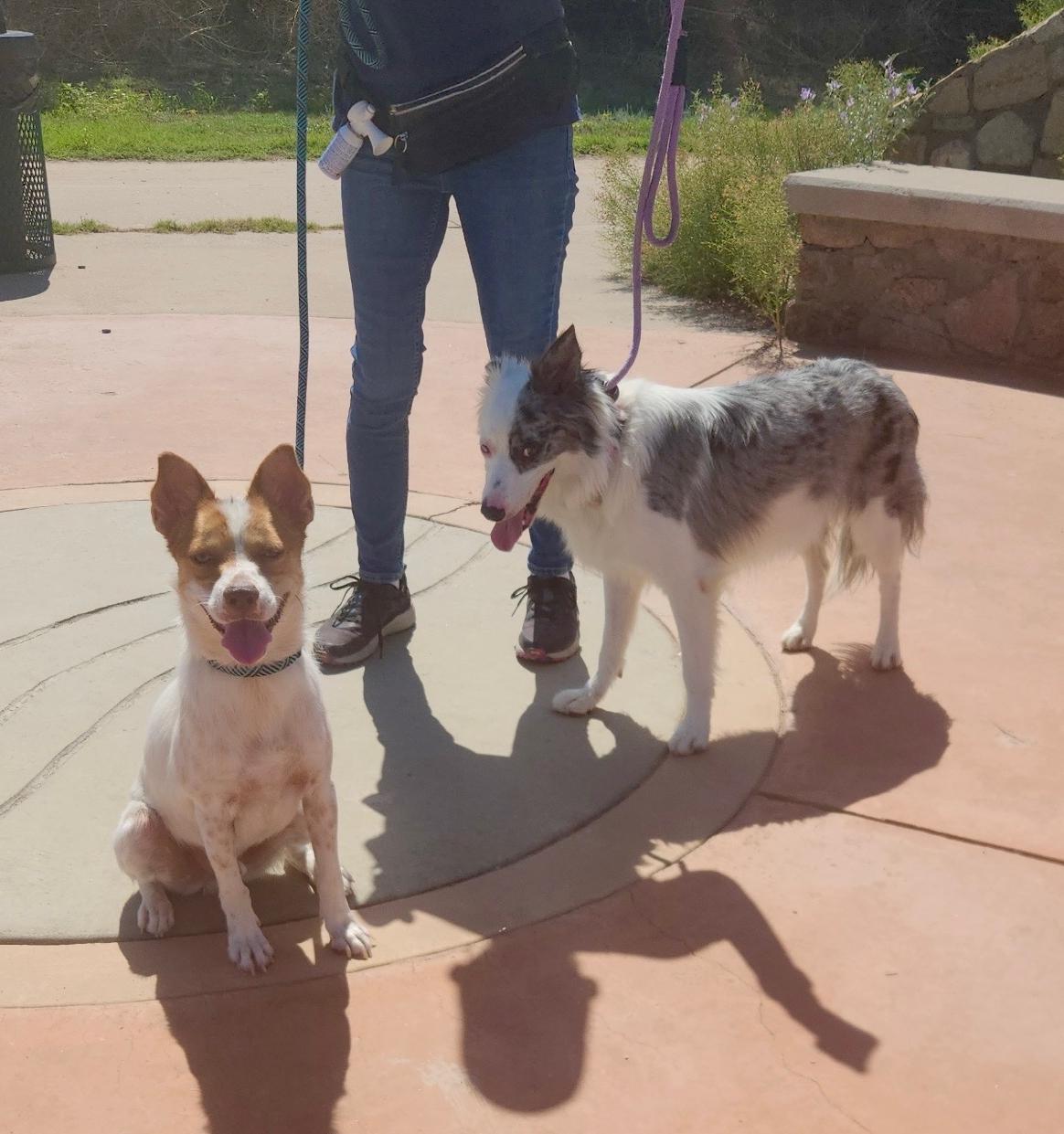 Toby, a Adoptable mixed breed in El Paso, TX image 2/6