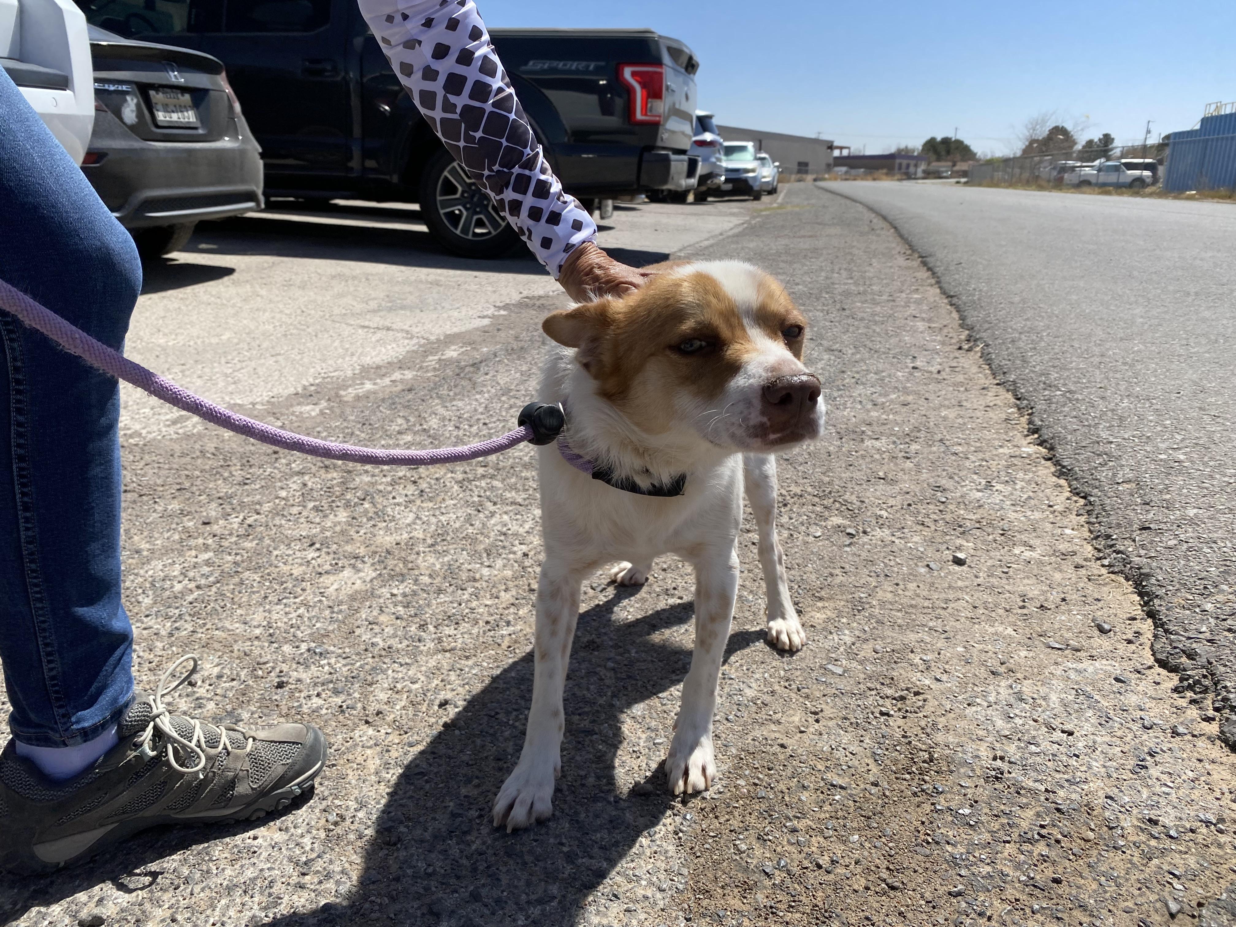 Toby, a Adoptable mixed breed in El Paso, TX image 5/6