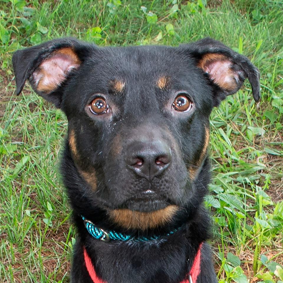 DOBERMANIA Doberman Pinschers for Adoption in Xenia, Ohio | Petfinder