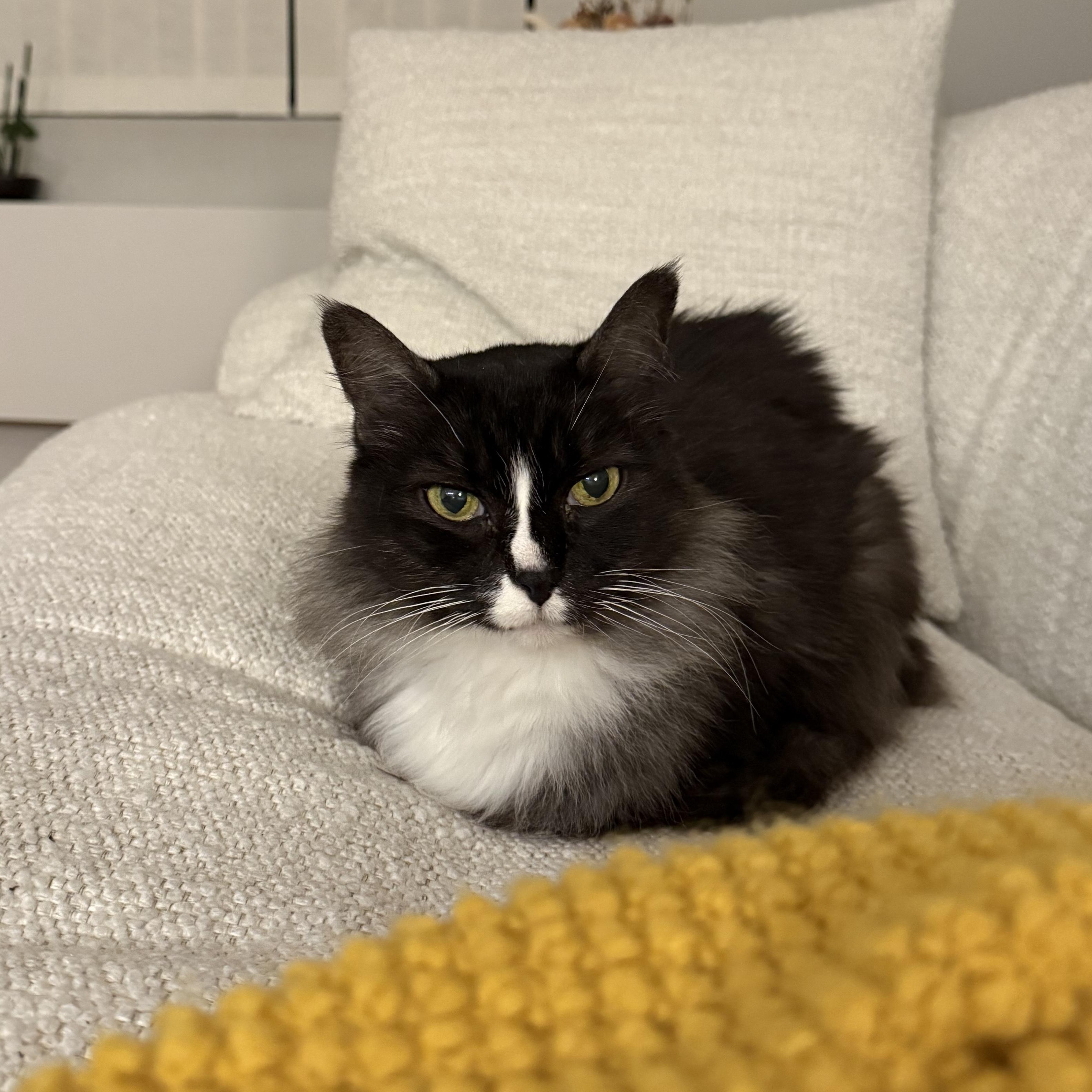 Mimi - ADOPTION BY DONATION, Adoptable, Adult Female Domestic Long Hair.