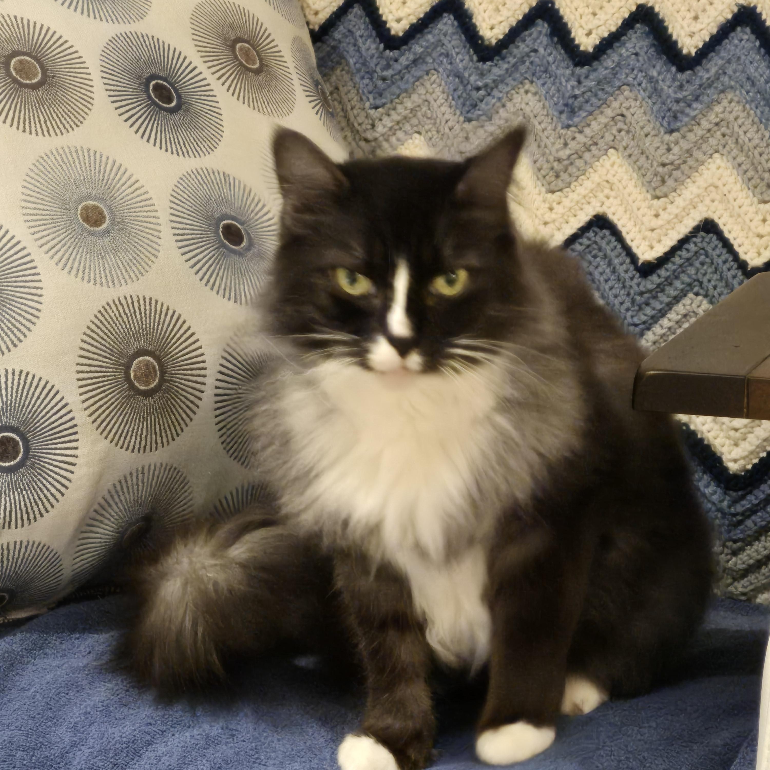 Mimi - ADOPTION BY DONATION, a Adoptable Domestic Long Hair in BURNABY, BC image 2/2