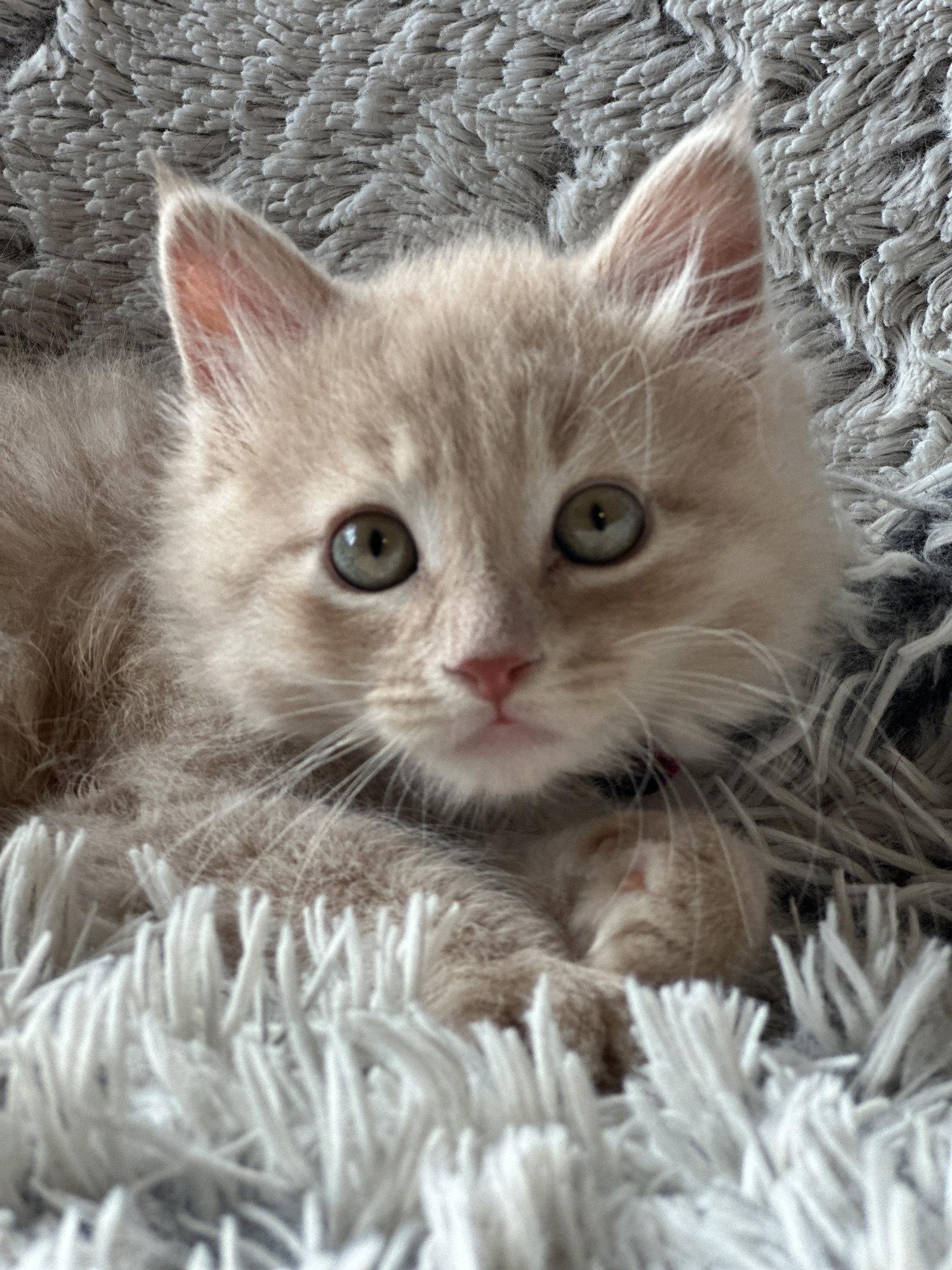 Olive, a Adopted mixed breed in Crystal, MN image 2/2