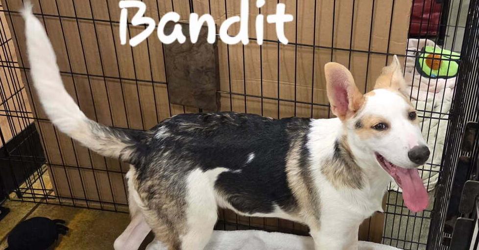 Enlarge Bandit, a Adoptable mixed breed in Douglasville, GA image 3/6