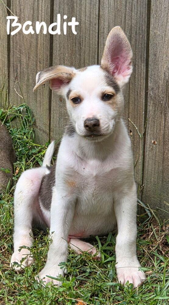 Bandit, a Adoptable mixed breed in Douglasville, GA image 1/3