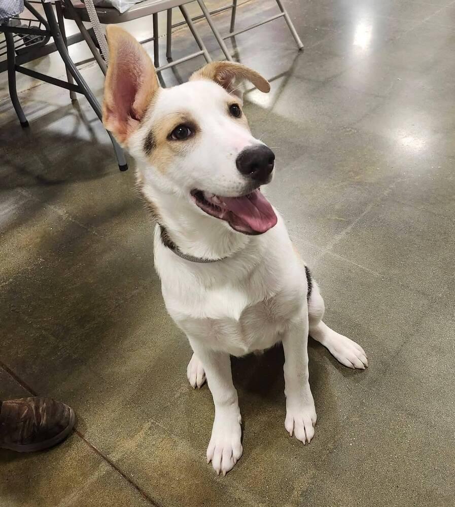 Bandit, Adoptable, Puppy Male Shepherd.