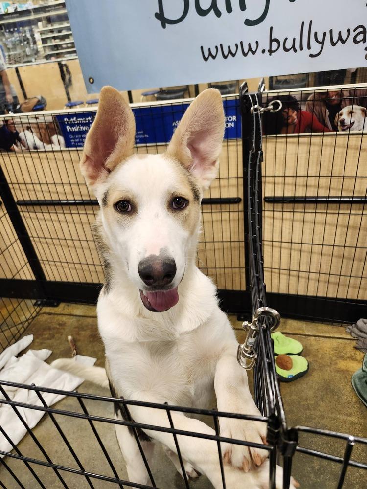 Enlarge Bandit, a Adoptable mixed breed in Douglasville, GA image 5/6