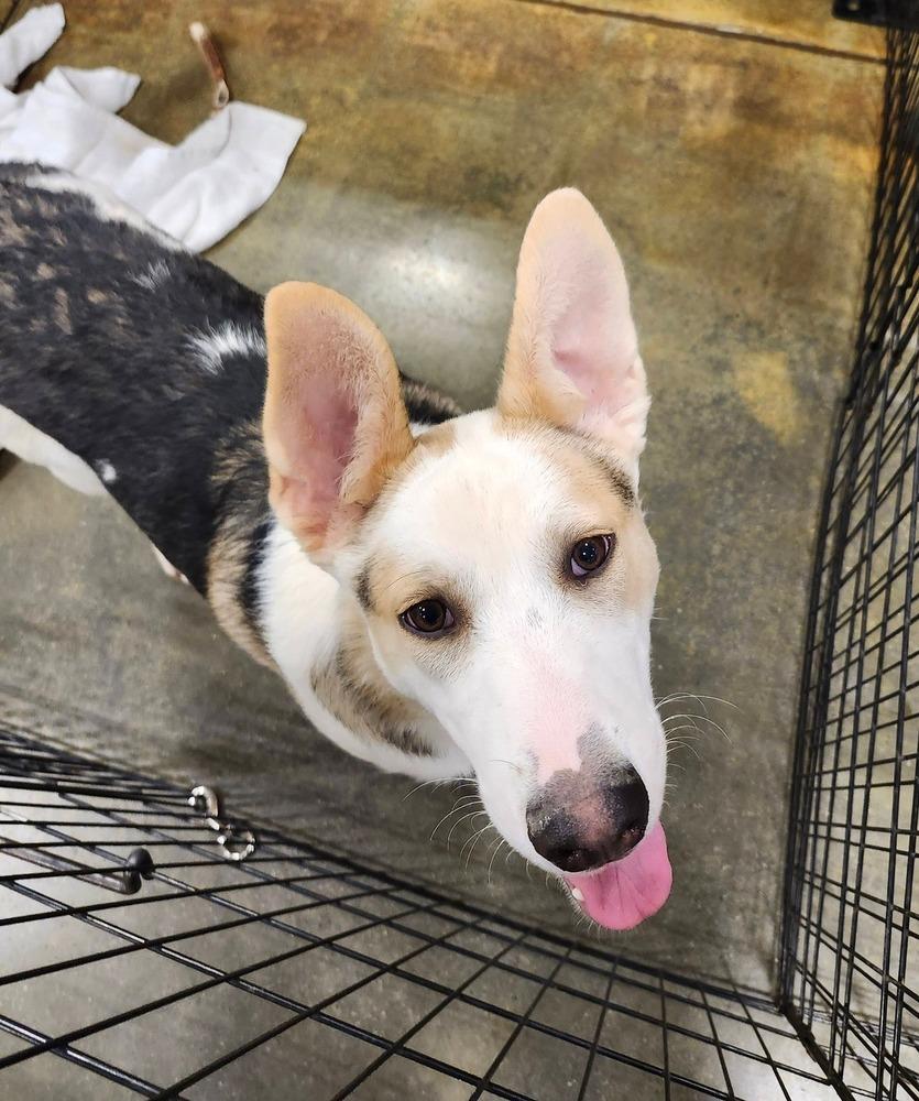 Enlarge Bandit, a Adoptable mixed breed in Douglasville, GA image 6/6
