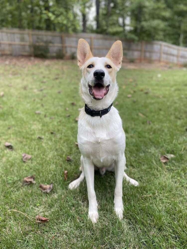 Enlarge Bandit, a Adoptable mixed breed in Douglasville, GA image 1/6