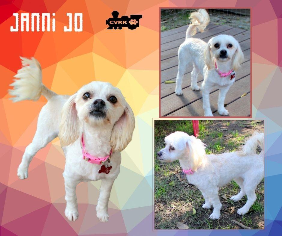 Janni Jo (Ritzy), Adopted, Adult Female Havanese.