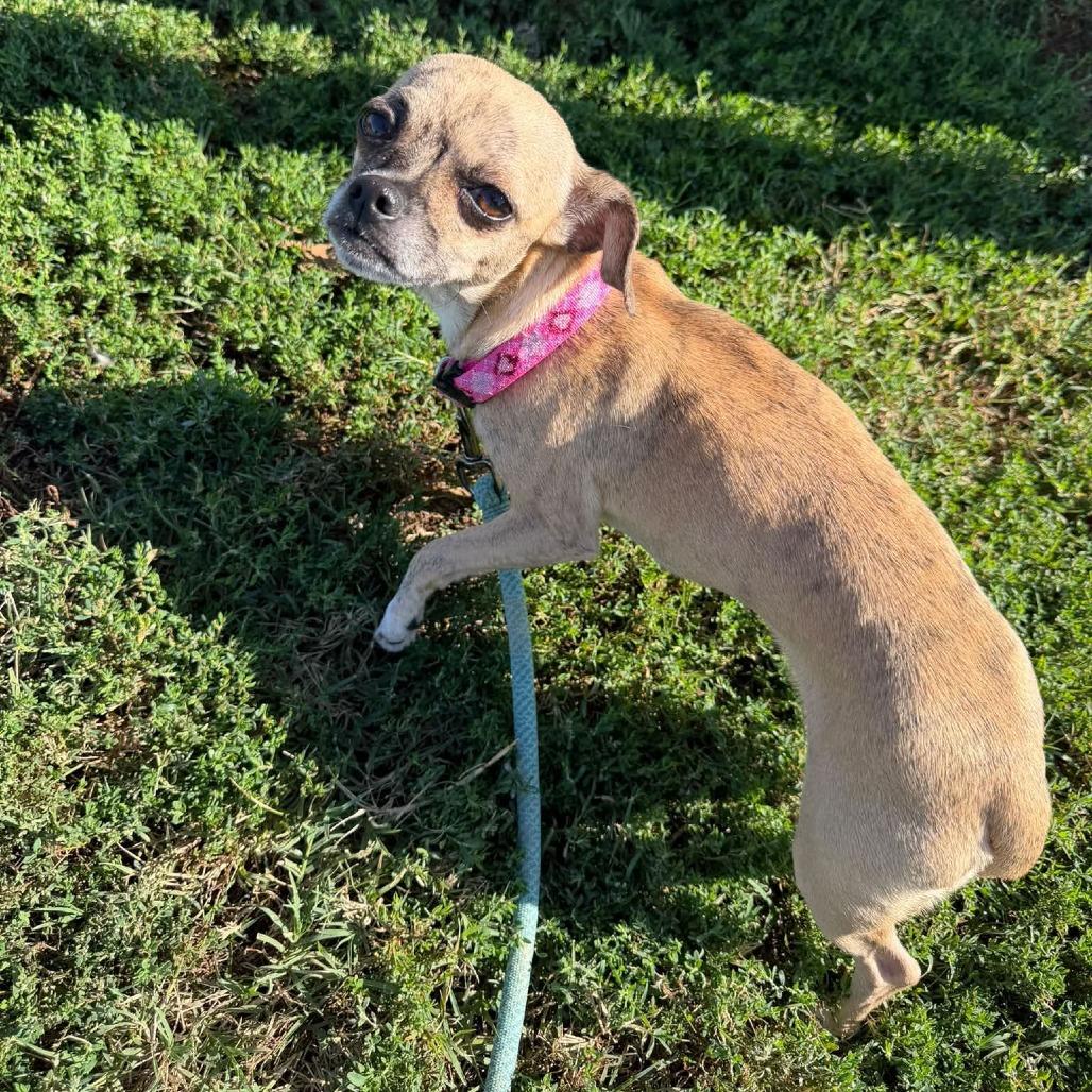 Yoko Ono, Adoptable, Adult Female Pug.