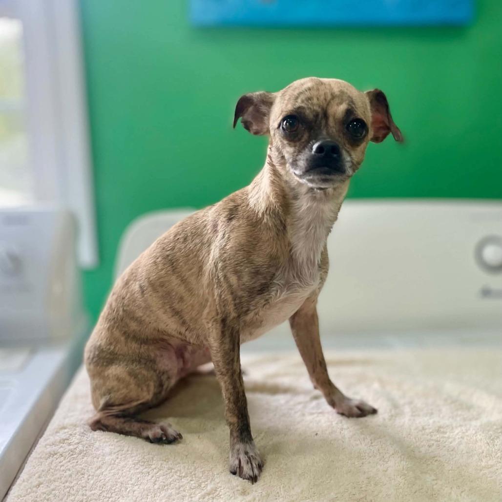 Enlarge Yoko Ono, a Adoptable Pug in Jackson, MO image 3/4