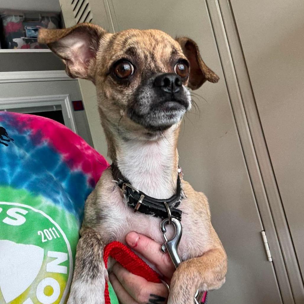 Enlarge Yoko Ono, a Adoptable Pug in Jackson, MO image 4/4