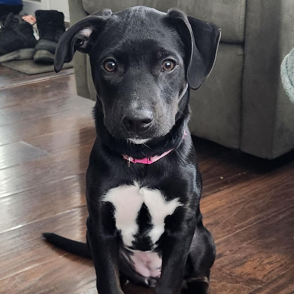 Enlarge Dolly, a Adoptable Mixed Breed in Brooklyn Park, MN image 1/5