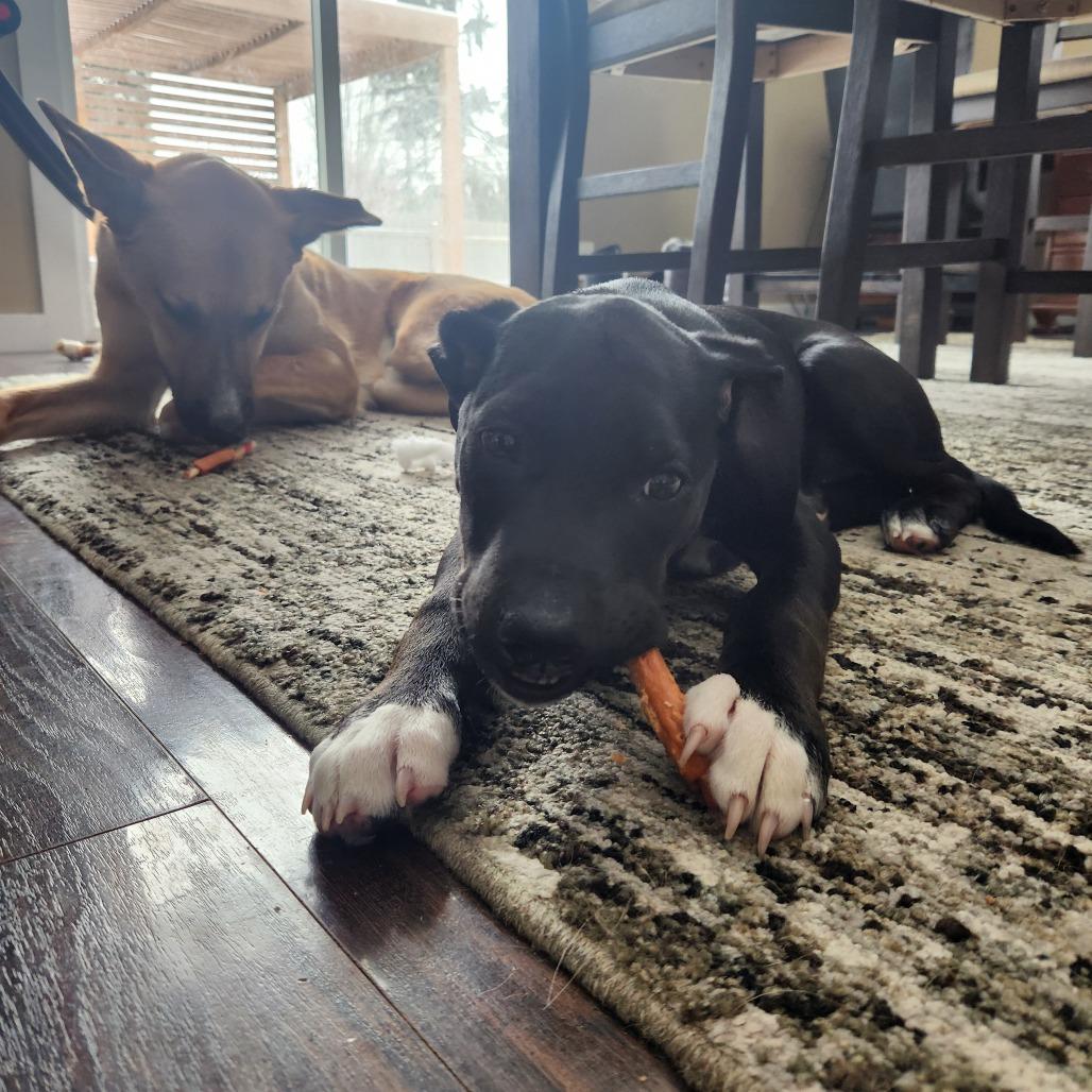 Enlarge Dolly, a Adoptable Mixed Breed in Brooklyn Park, MN image 2/5