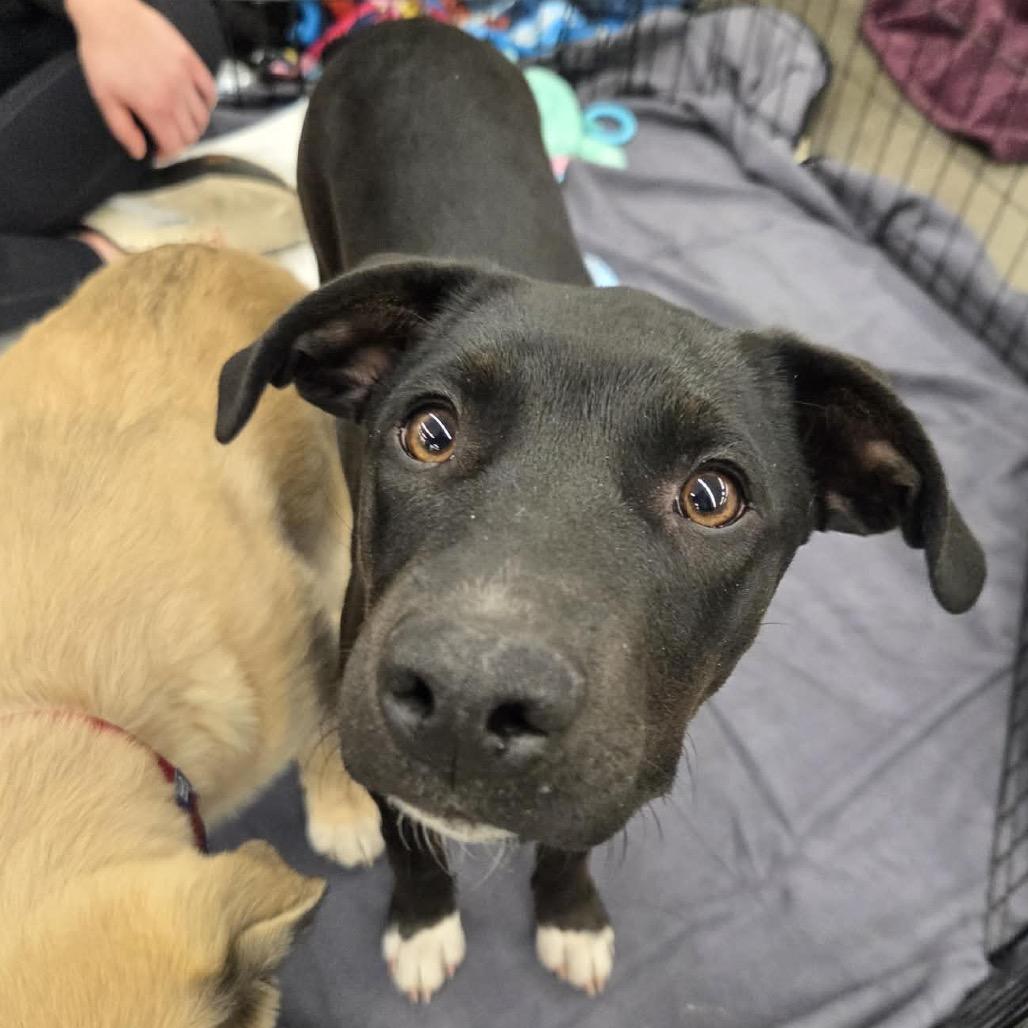 Enlarge Dolly, a Adoptable Mixed Breed in Brooklyn Park, MN image 3/5