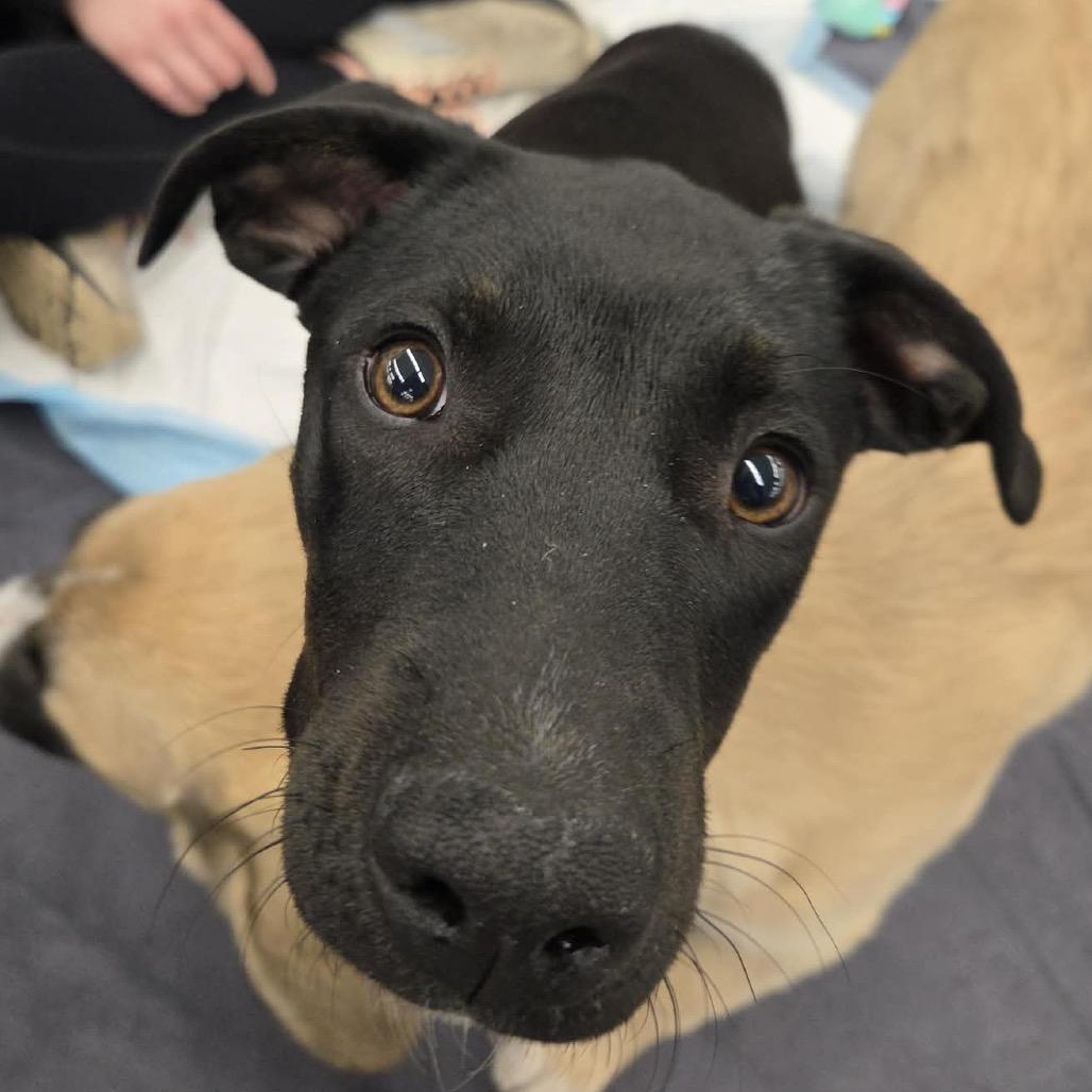 Enlarge Dolly, a Adoptable Mixed Breed in Brooklyn Park, MN image 5/5