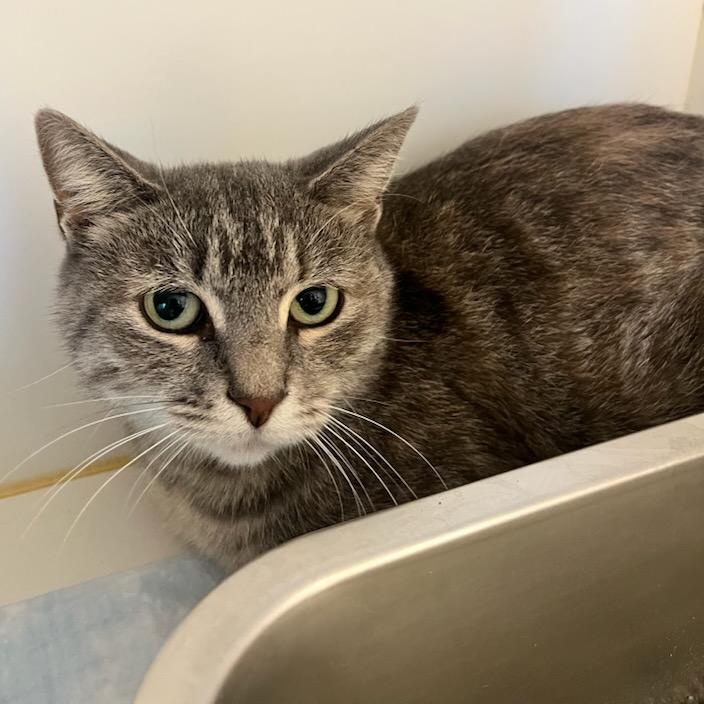 Enlarge Velvet (ID 47999/2726), an adoptable Domestic Short Hair in Manassas, VA image 1/1