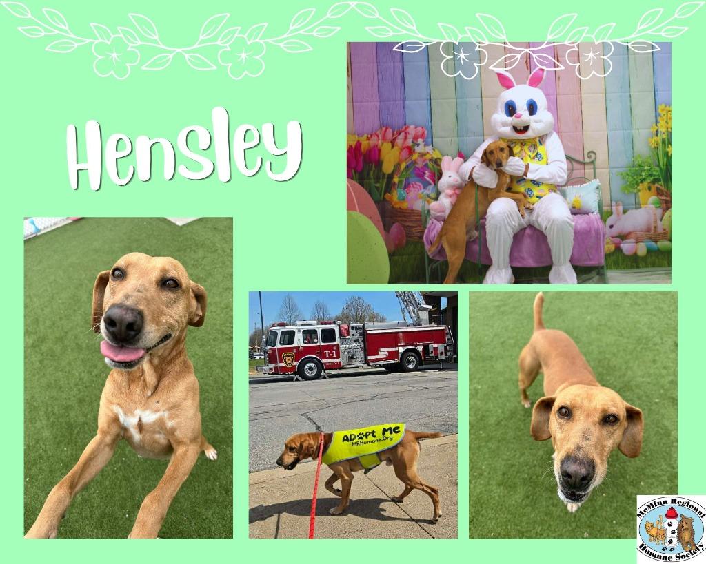 Hensley, Adoptable, Adult Male Terrier.