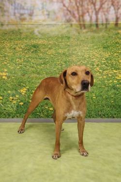 Hensley, Adoptable, Adult Male Terrier.