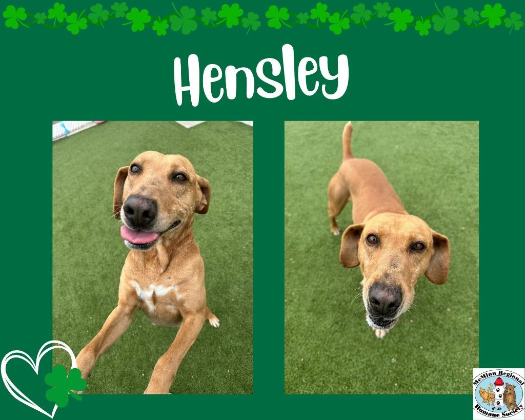 Enlarge Hensley, a Adoptable mixed breed in Athens, TN image 2/5