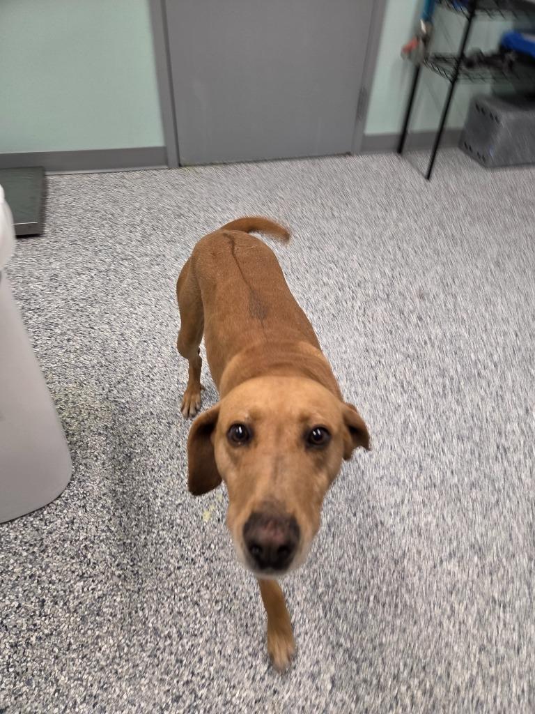 Enlarge Hensley, a Adoptable mixed breed in Athens, TN image 3/5