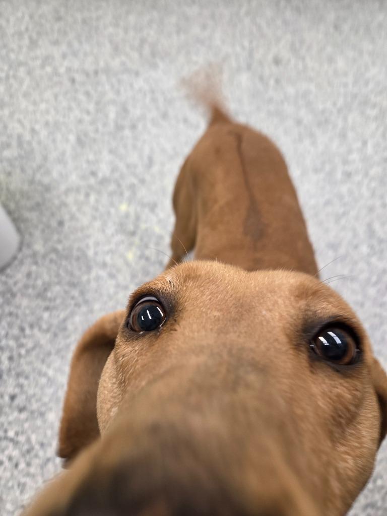 Enlarge Hensley, a Adoptable mixed breed in Athens, TN image 4/5