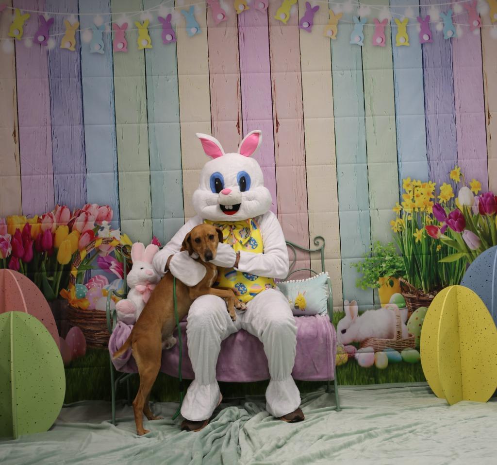 Enlarge Hensley, a Adoptable mixed breed in Athens, TN image 5/5