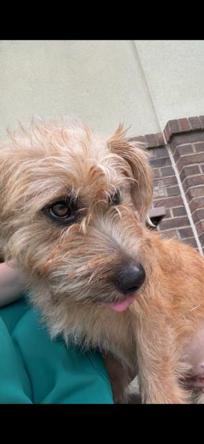 Sandy, a ADOPTABLE mixed breed in Monroe, GA image 4/4