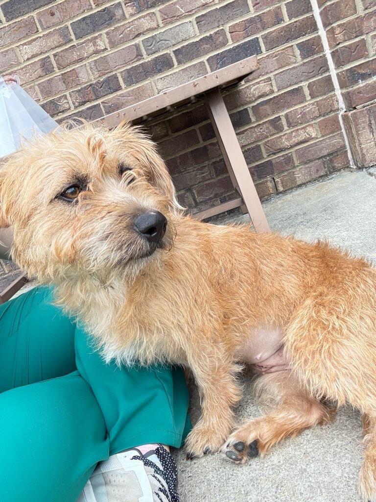 Sandy, a ADOPTABLE mixed breed in Monroe, GA image 2/4