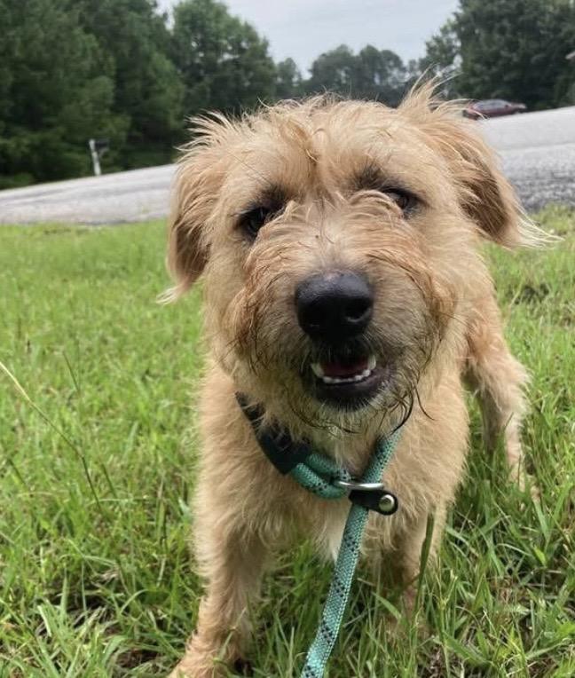 Sandy, a ADOPTABLE mixed breed in Monroe, GA image 1/4