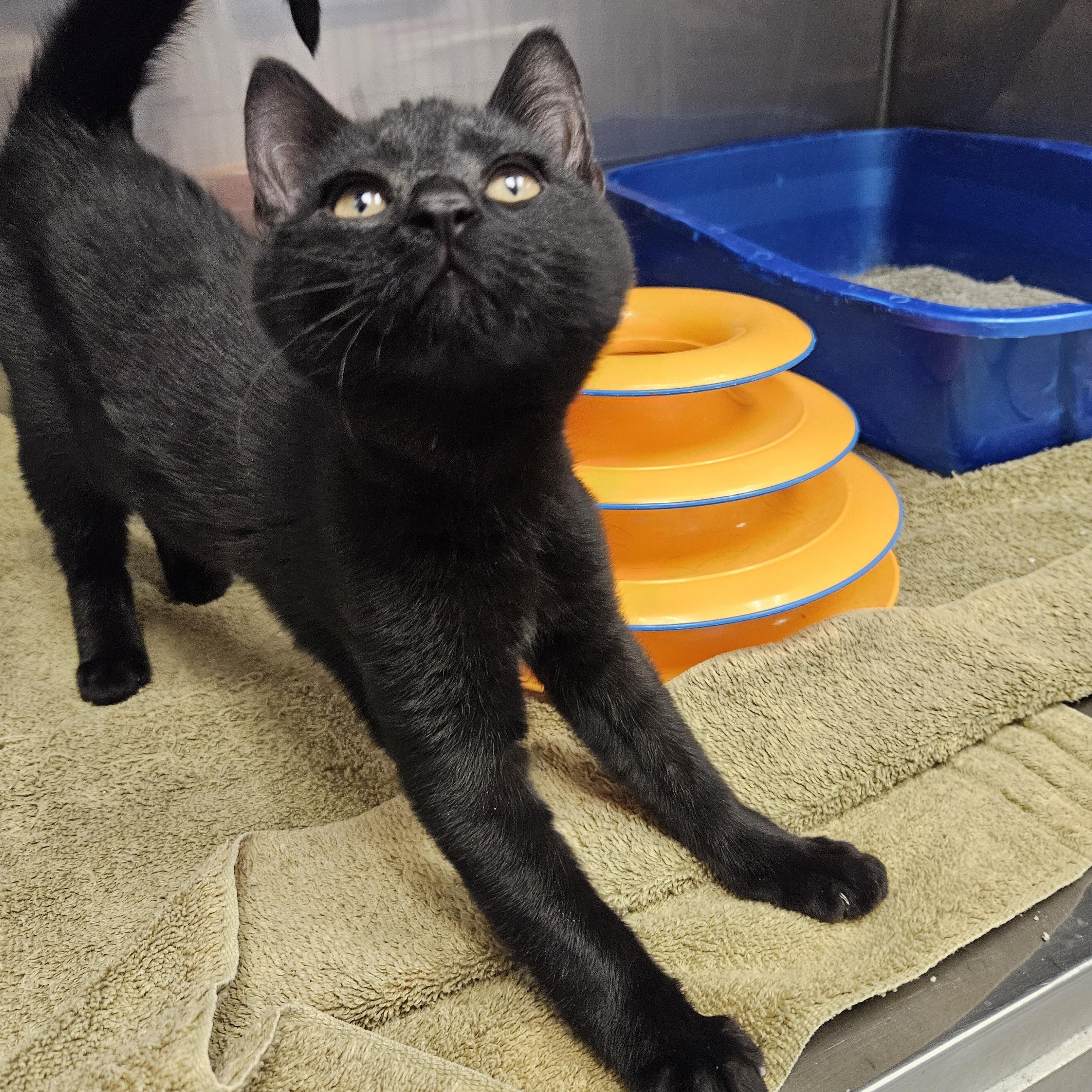 Enlarge L.K., a ADOPTABLE Domestic Short Hair in Medfield, MA image 2/2