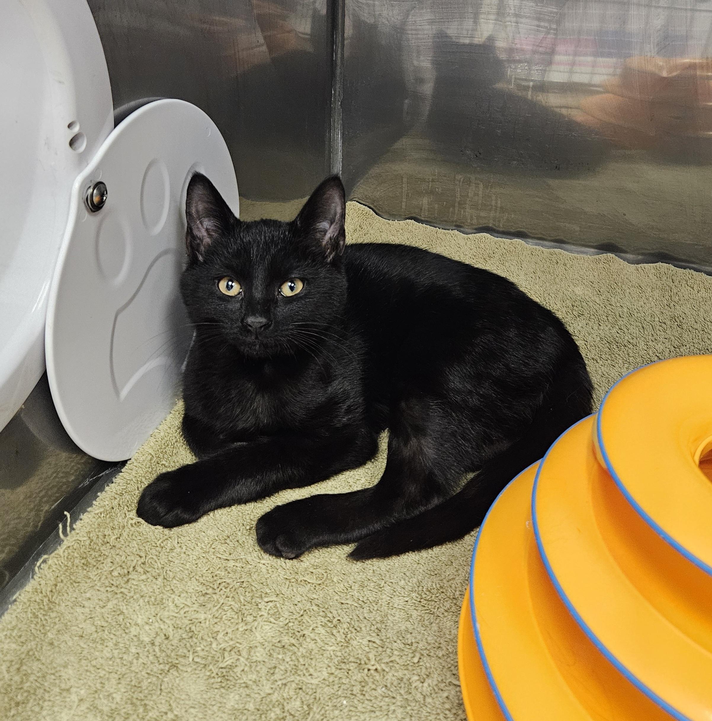 Enlarge L.K., a ADOPTABLE Domestic Short Hair in Medfield, MA image 1/2