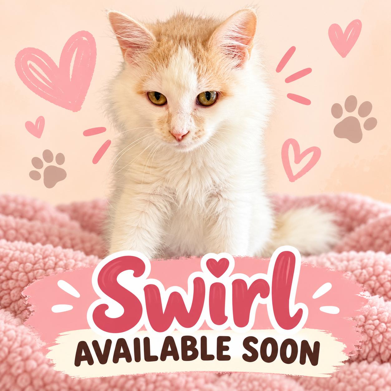 Enlarge Swirl, a Adopted Domestic Long Hair in Marshall, MO image 1/1