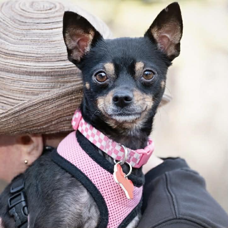 Enlarge Baboo & Mabel, an adoption pending mixed breed in Boulder, CO image 4/6