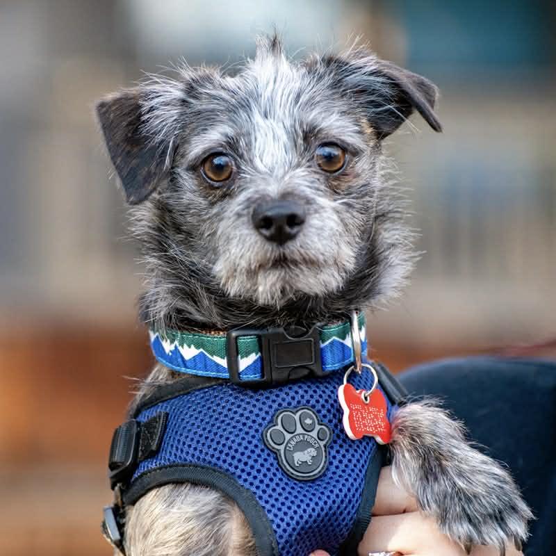 Enlarge Baboo & Mabel, an adoption pending mixed breed in Boulder, CO image 3/6