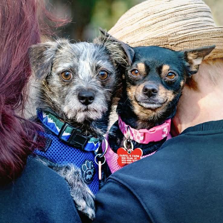 Enlarge Baboo & Mabel, an adoption pending mixed breed in Boulder, CO image 5/6