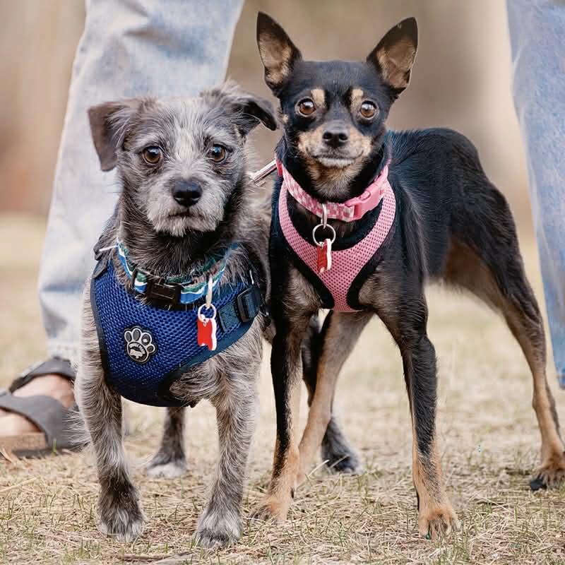 Enlarge Baboo & Mabel, an adoption pending mixed breed in Boulder, CO image 1/6