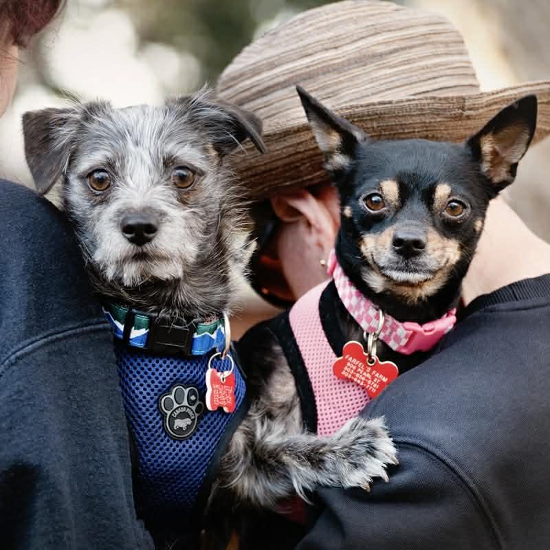 Enlarge Baboo & Mabel, an adoption pending mixed breed in Boulder, CO image 6/6