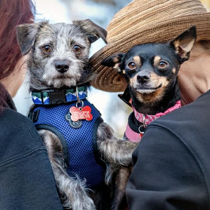 Enlarge Baboo & Mabel, an adoption pending mixed breed in Boulder, CO image 2/6