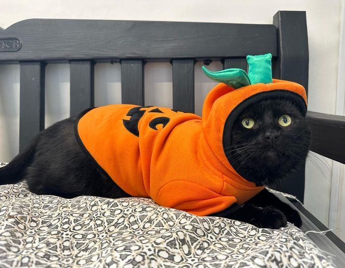 Enlarge Jackson, a Adopted Domestic Short Hair in Hopatcong, NJ image 1/3