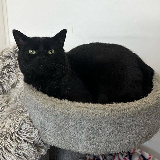 Enlarge Jackson, a Adopted Domestic Short Hair in Hopatcong, NJ image 2/3