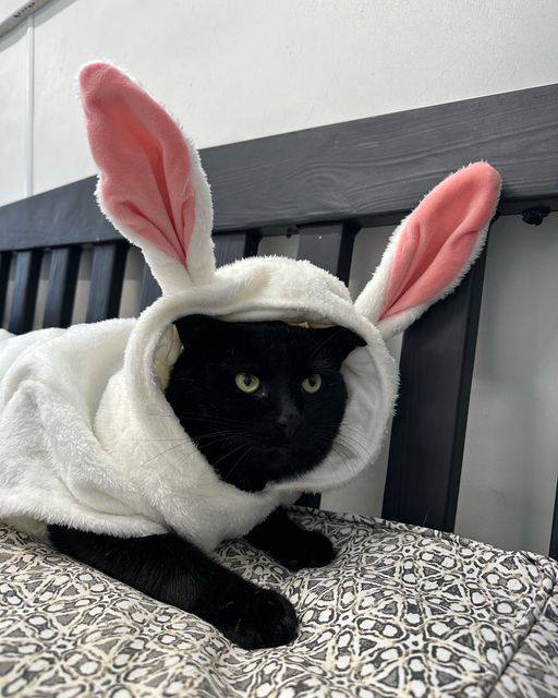 Enlarge Jackson, a Adopted Domestic Short Hair in Hopatcong, NJ image 3/3