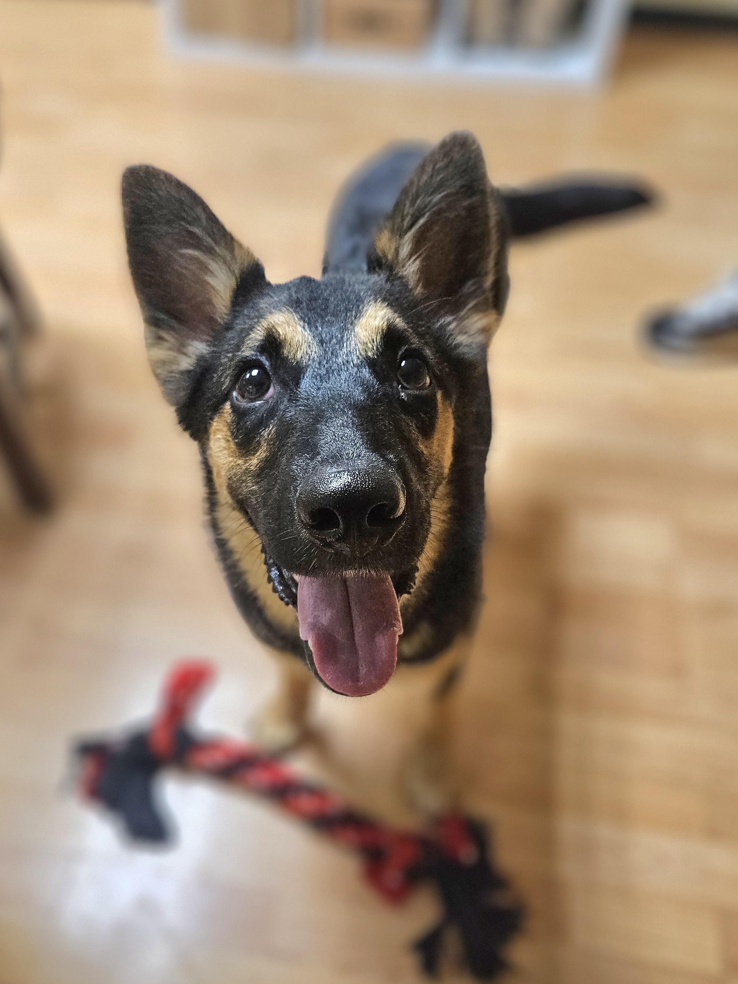 Enlarge EASTON   $425, a ADOPTABLE mixed breed in Milwaukee, WI image 4/4
