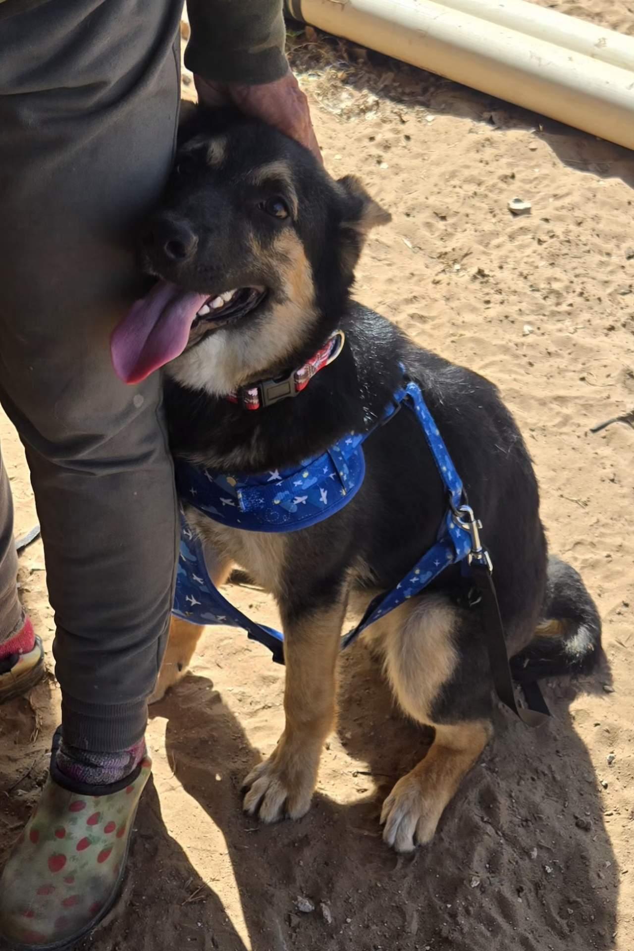 Enlarge EASTON   $425, a ADOPTABLE mixed breed in Milwaukee, WI image 2/4