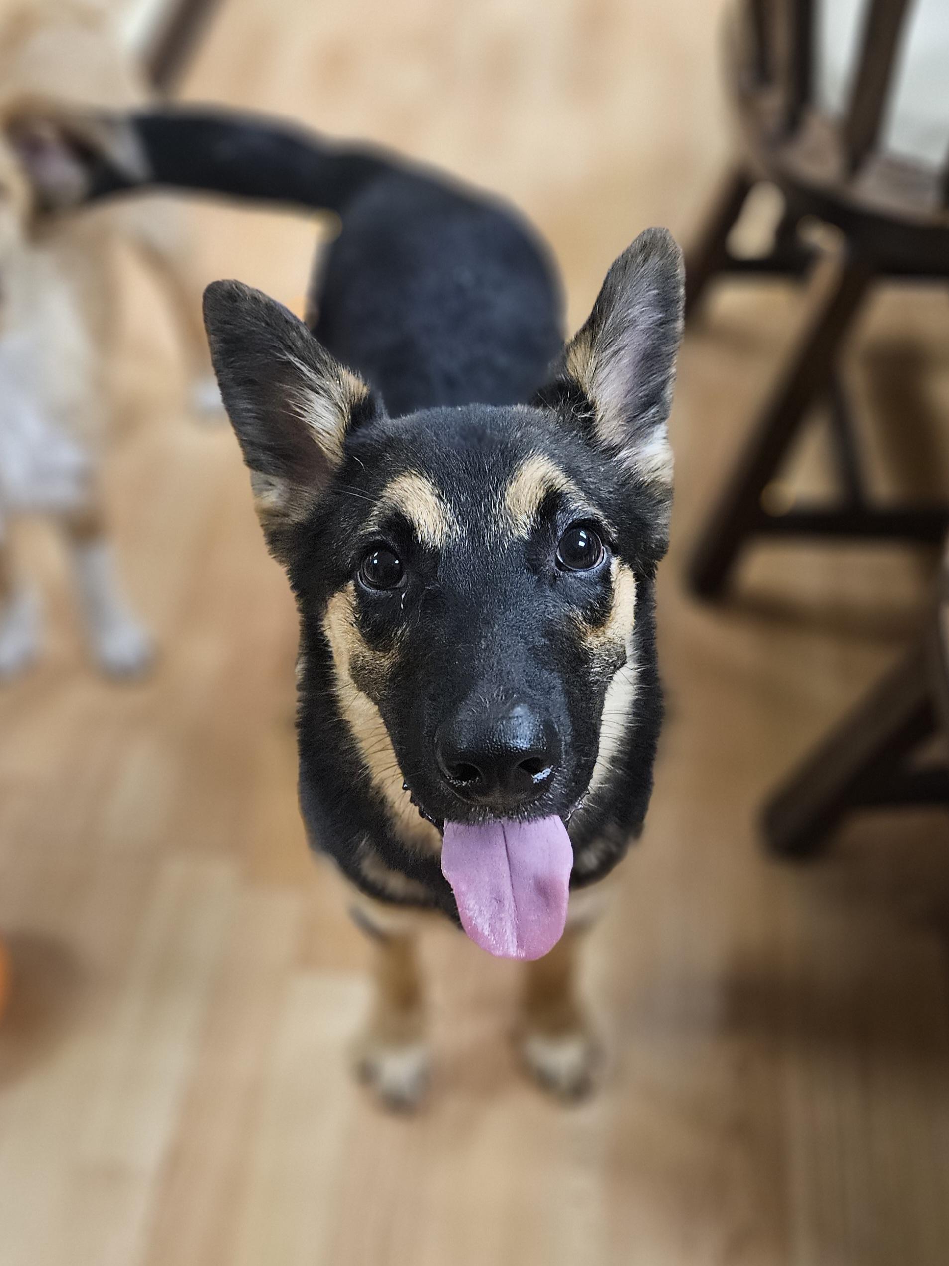Enlarge EASTON   $425, a ADOPTABLE mixed breed in Milwaukee, WI image 3/4